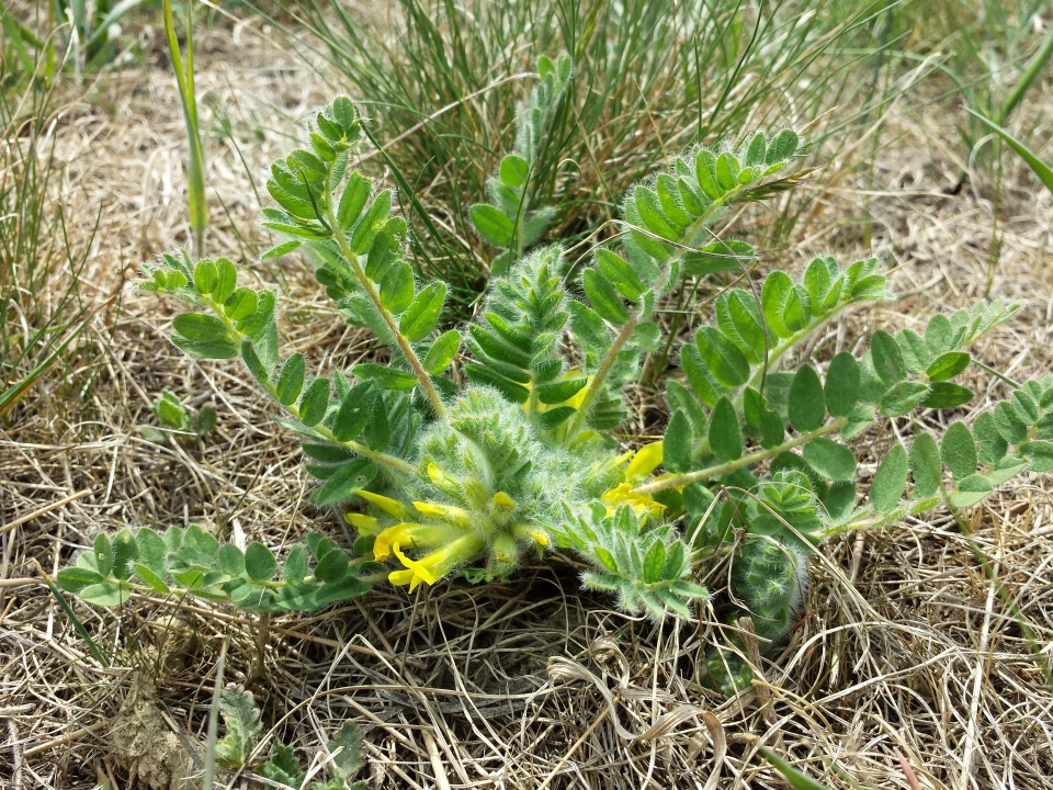Astragalus exscapus