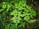Angelica polymorpha