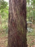Callitris macleayana