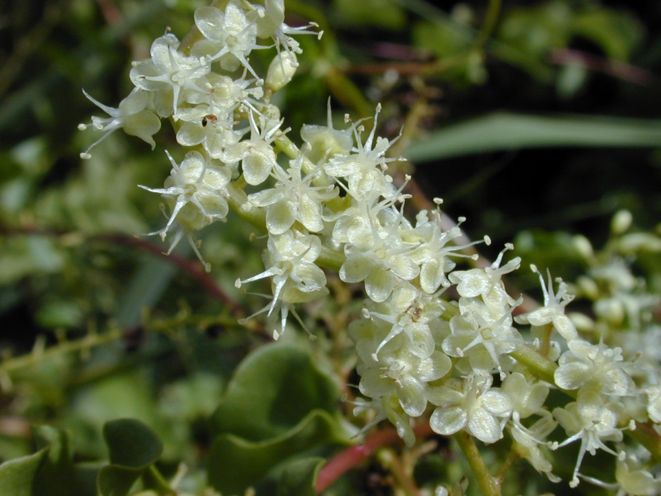Anredera cordifolia