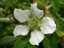Rubus rosifolius