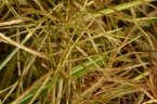 Cyperus distans