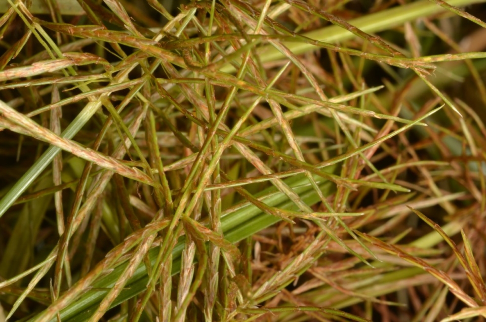 Cyperus distans