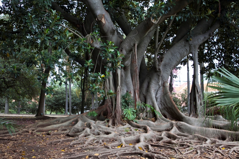 Ficus macrophylla