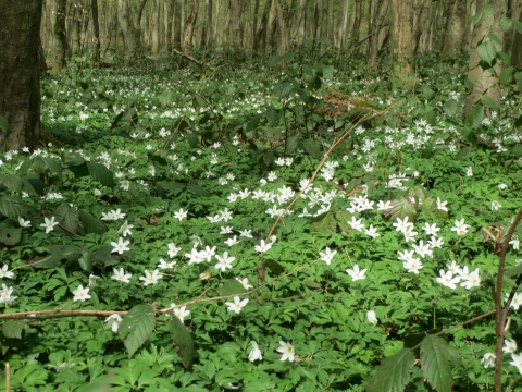 Anemone nemorosa