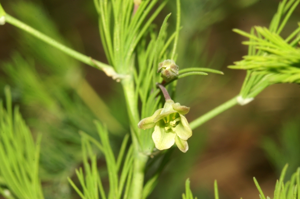 Asparagus tenuifolius