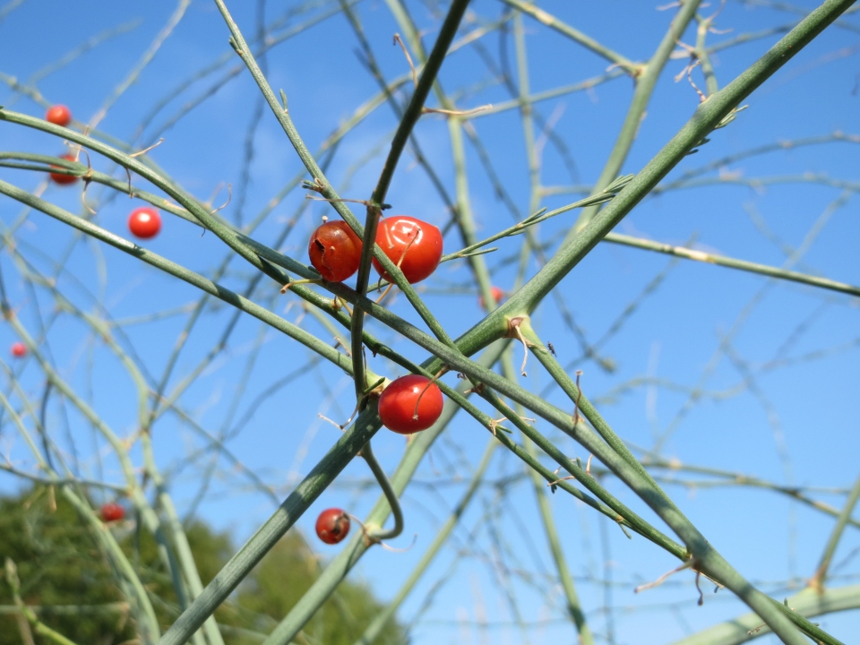 Asparagus officinalis