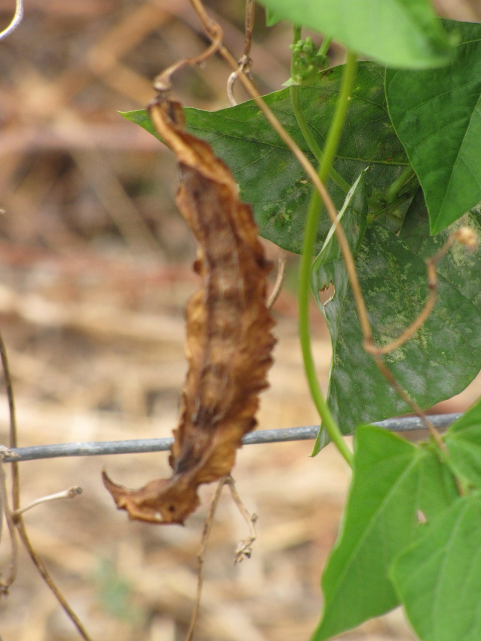 Psophocarpus tetragonolobus