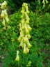 Aconitum lycoctonum