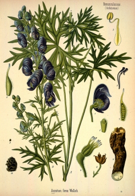 Aconitum ferox