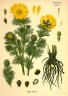 Adonis vernalis