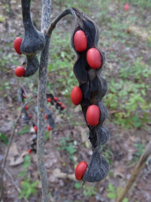 Erythrina herbacea