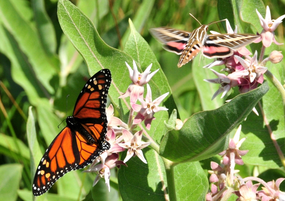 Asclepias speciosa