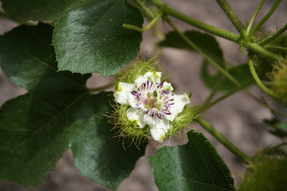 Passiflora foetida