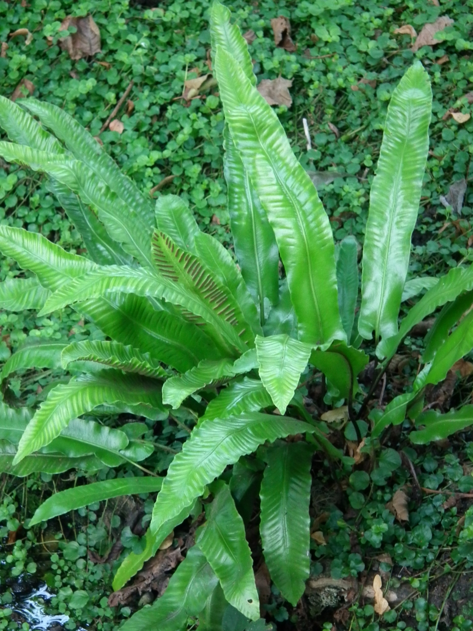 Asplenium scolopendrium