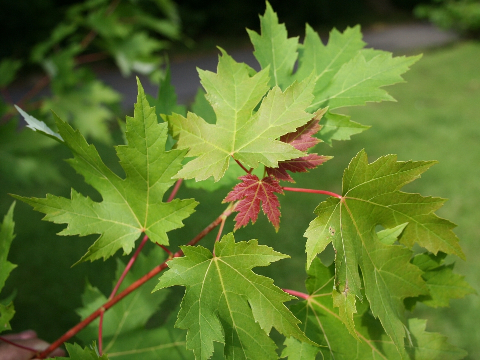 Acer saccharinum