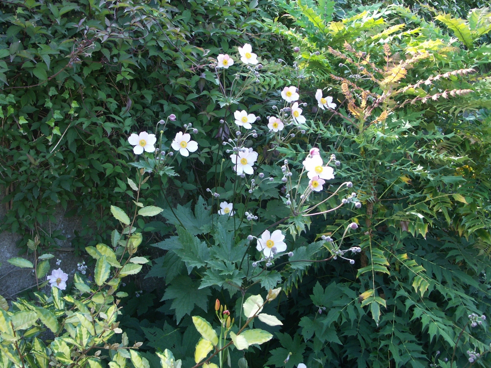 Anemone vitifolia