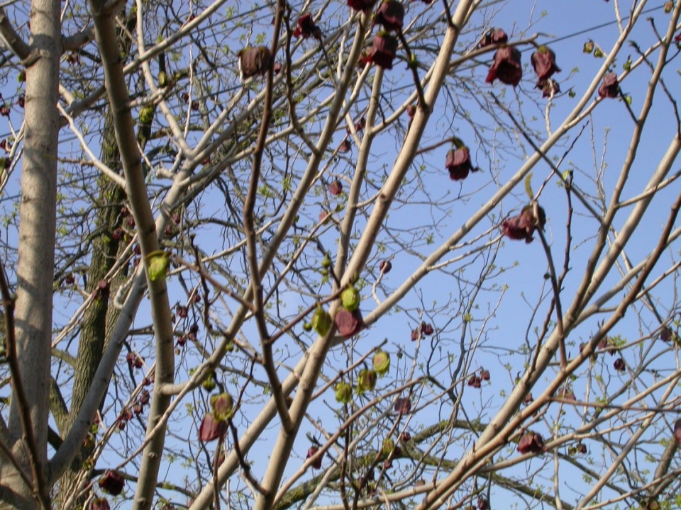 Asimina triloba