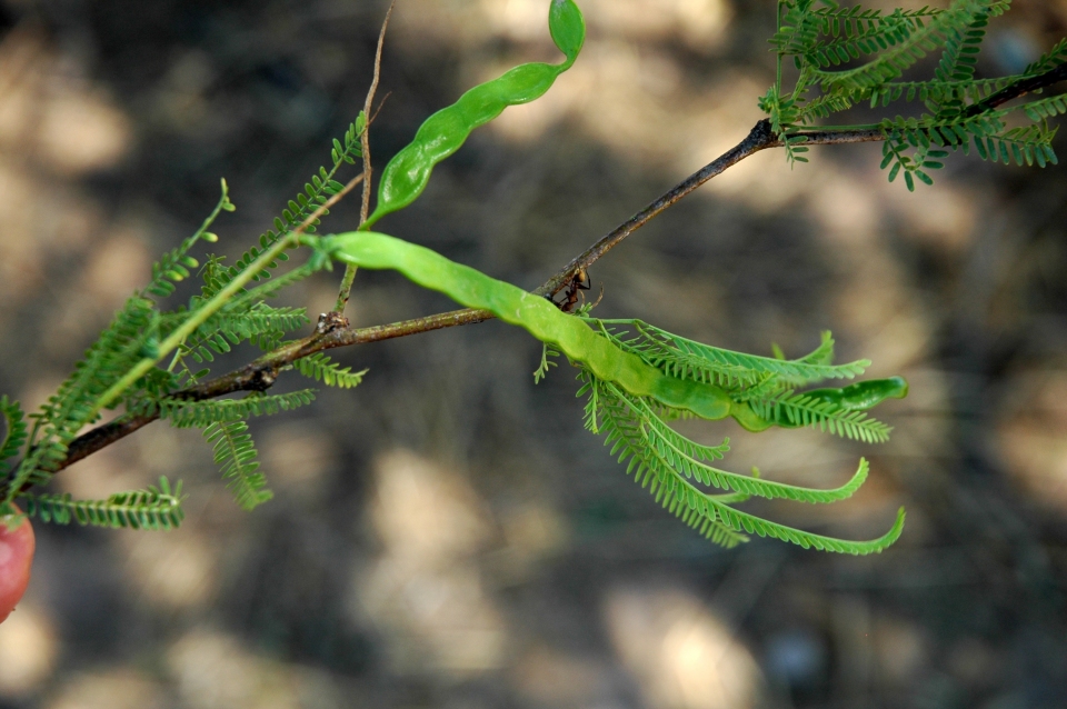 Prosopis alba