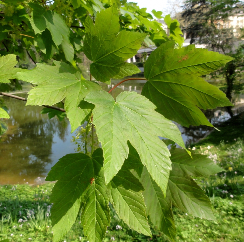 Acer pseudoplatanus