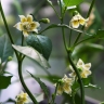 Capsicum baccatum