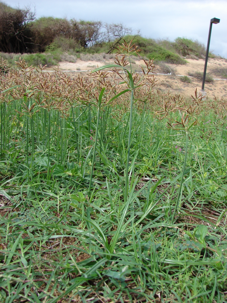 Cyperus rotundus