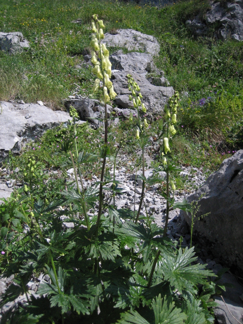 Aconitum lycoctonum