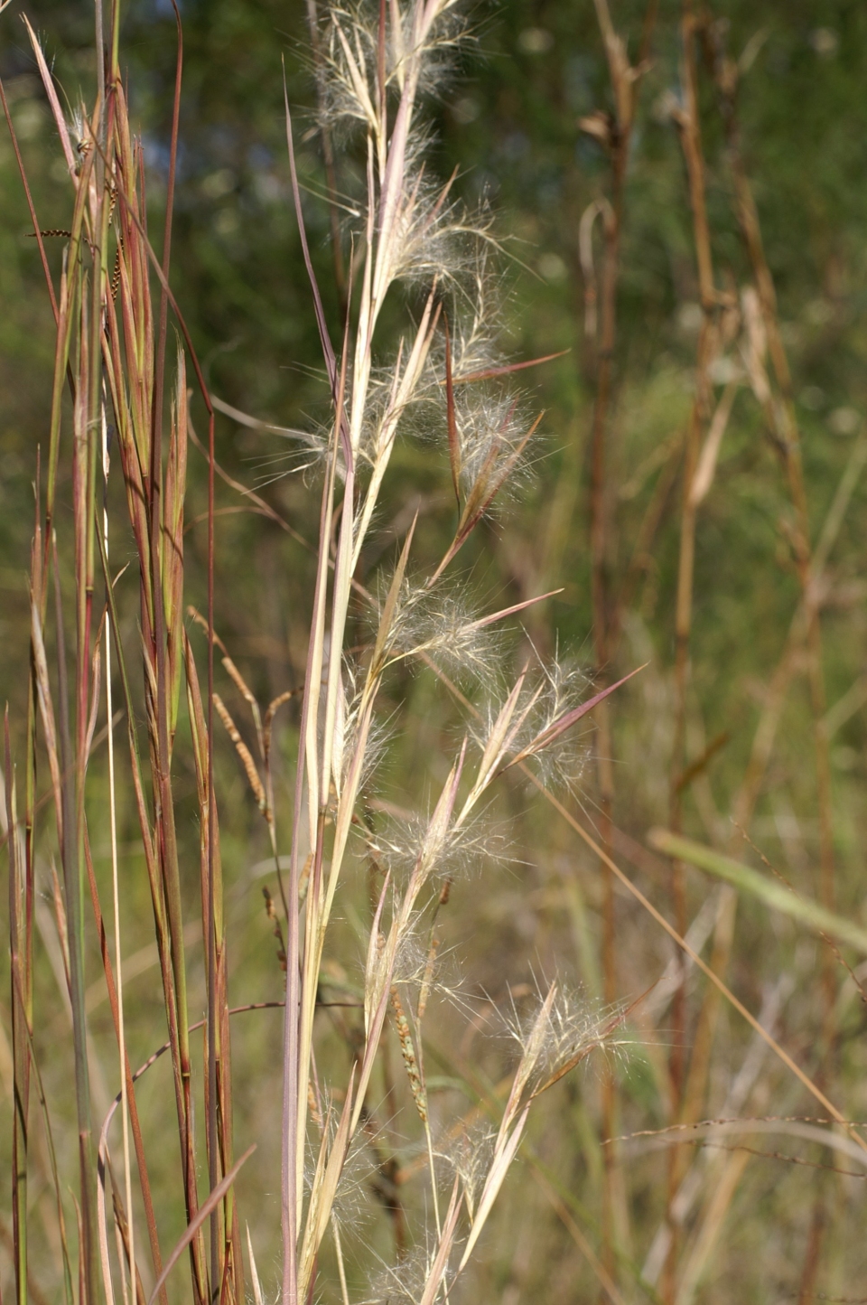 Andropogon virginicus