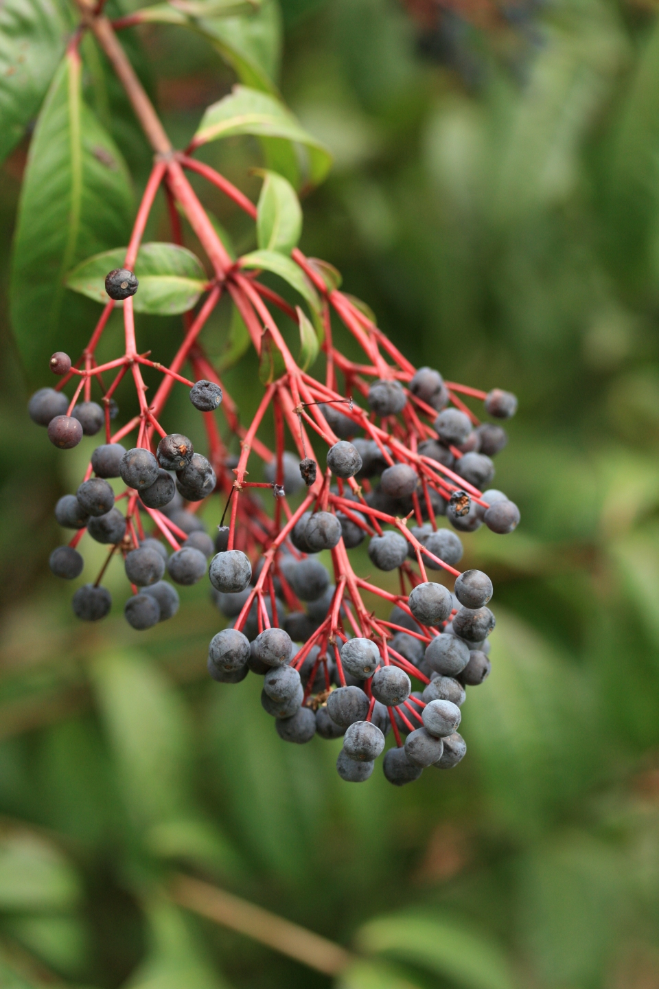 Fuchsia paniculata