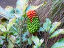 Arisaema serratum