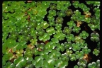 Marsilea mutica