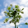 Capsella bursa-pastoris