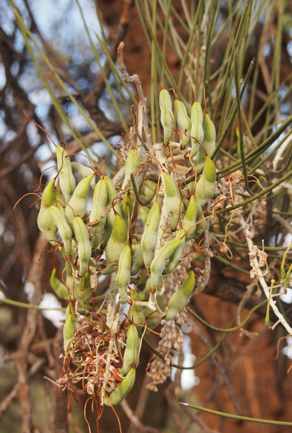 Hakea lorea