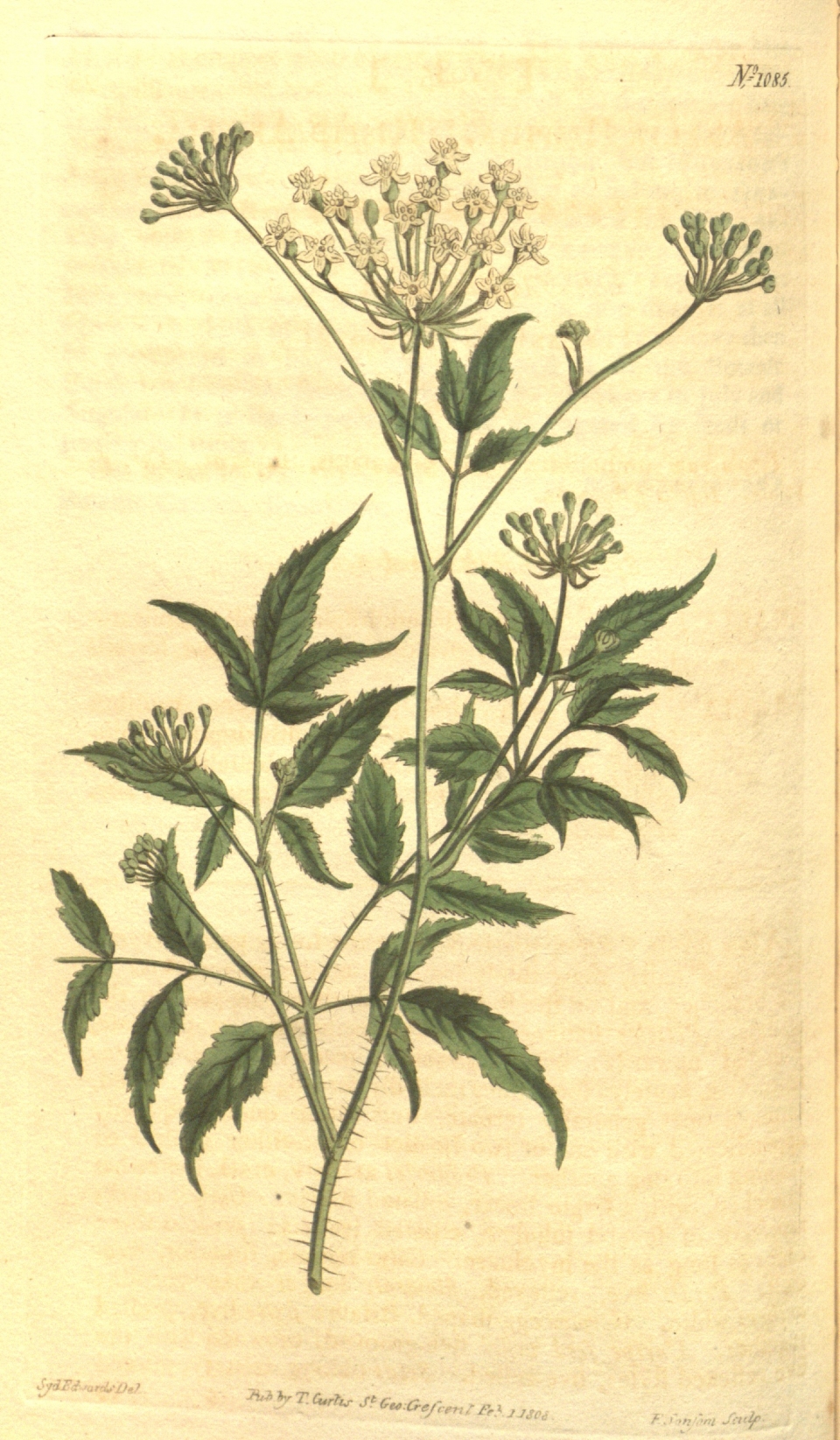 Aralia hispida