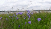 Campanula rotundifolia