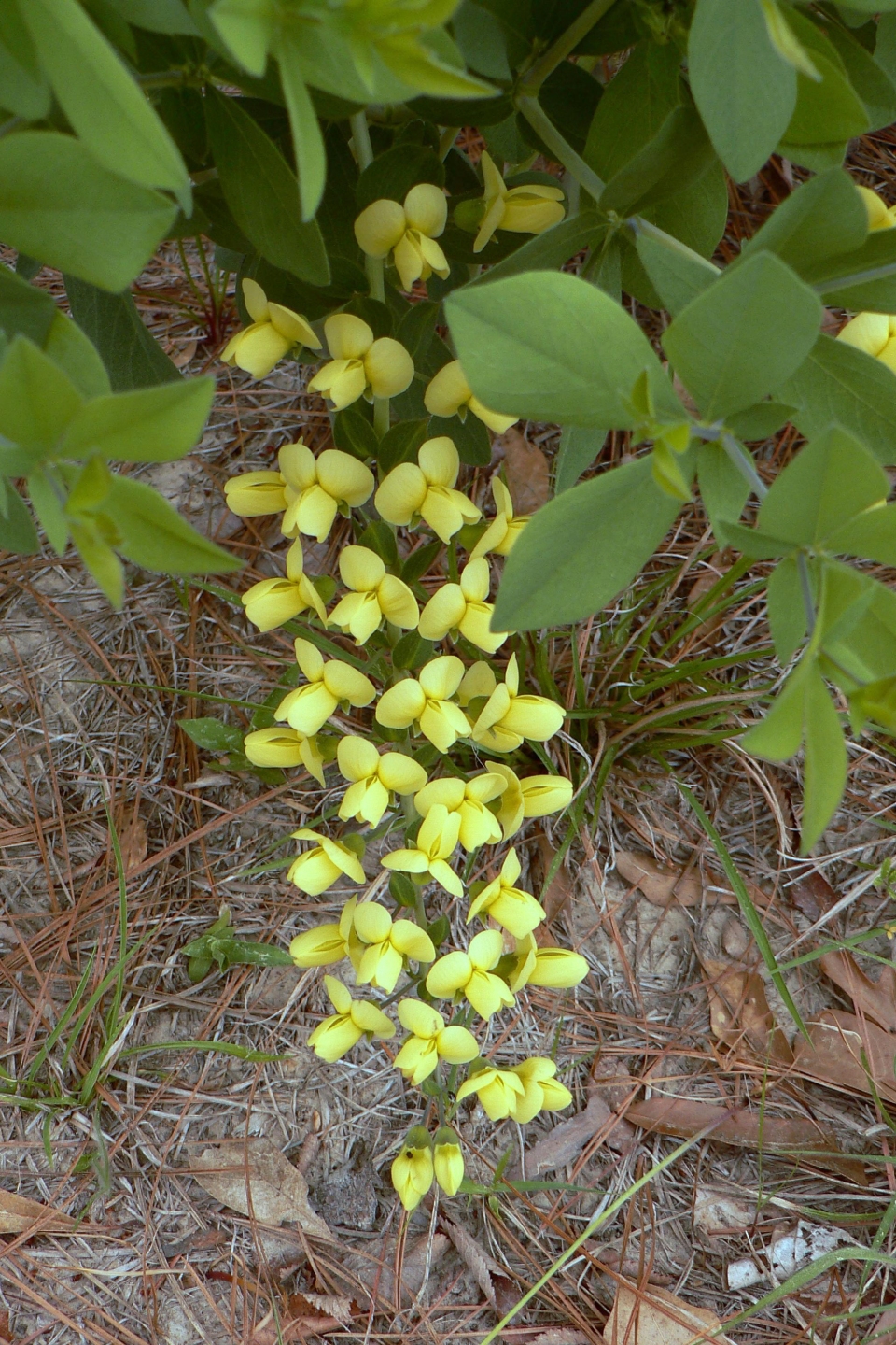 Baptisia bracteata