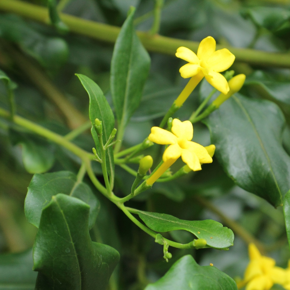 Jasminum odoratissimum