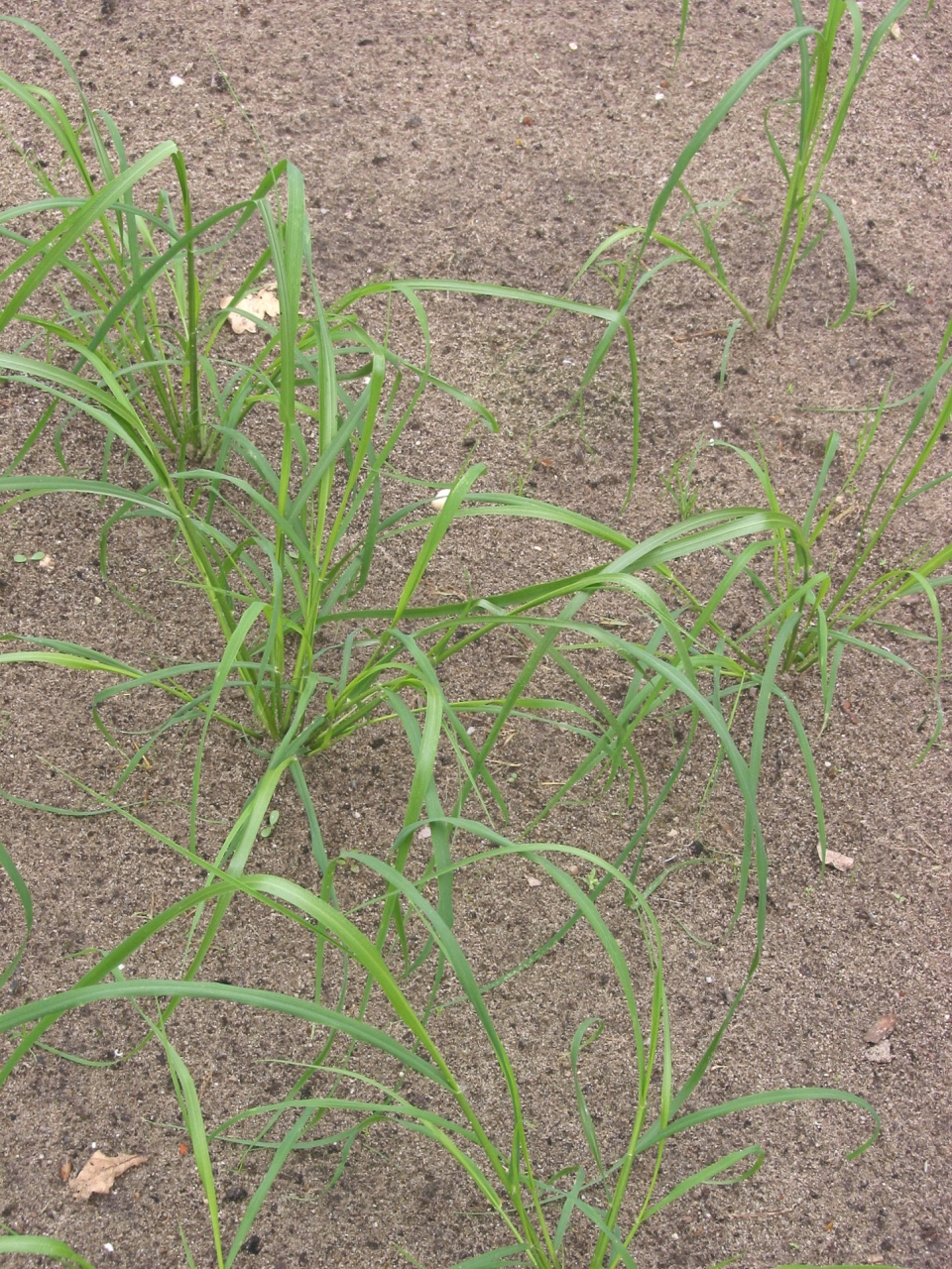 Eragrostis tef