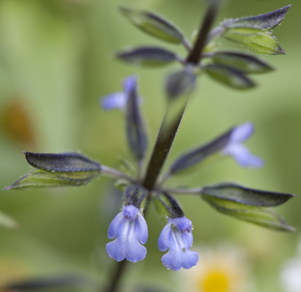 Salvia tiliifolia