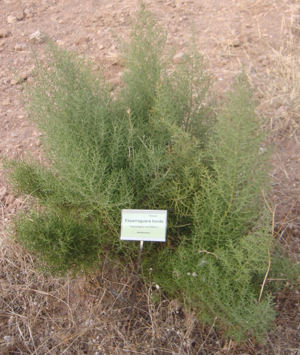 Asparagus horridus