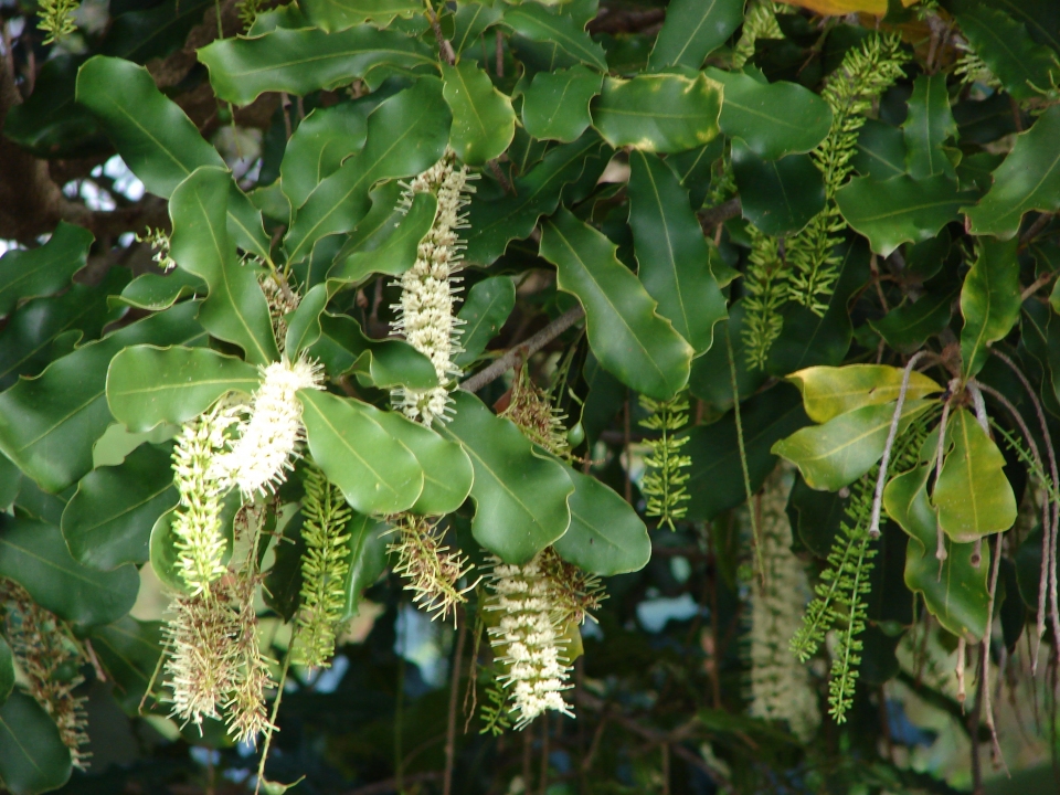 Macadamia integrifolia