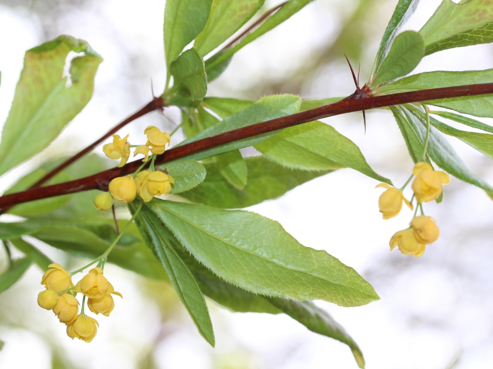 Berberis sieboldii