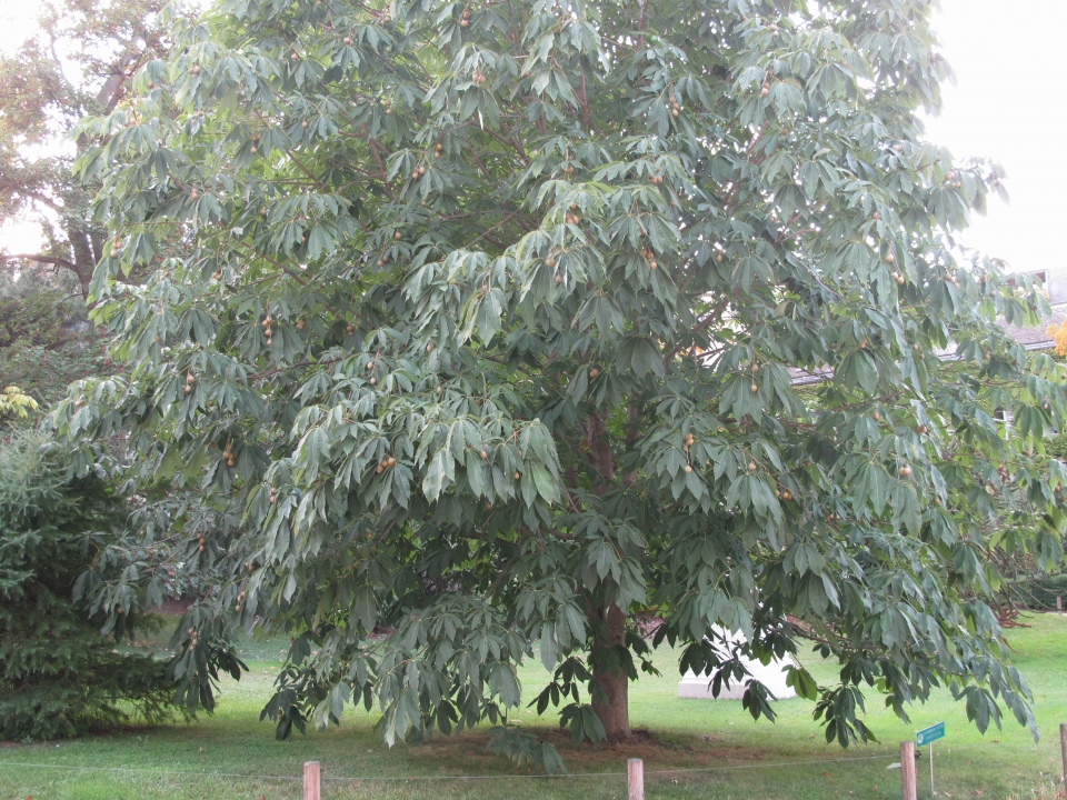 Aesculus chinensis