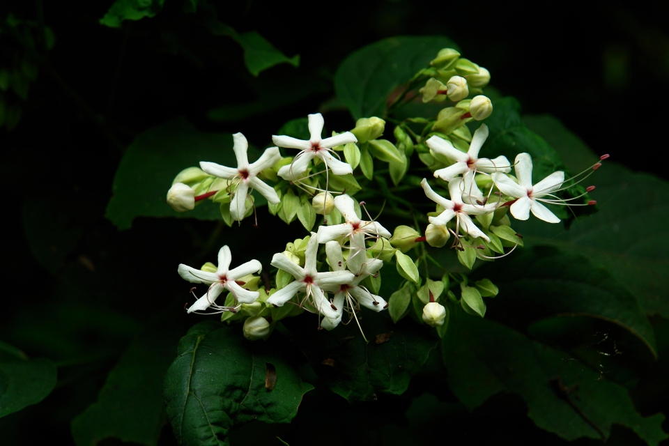 Clerodendrum trichotomum