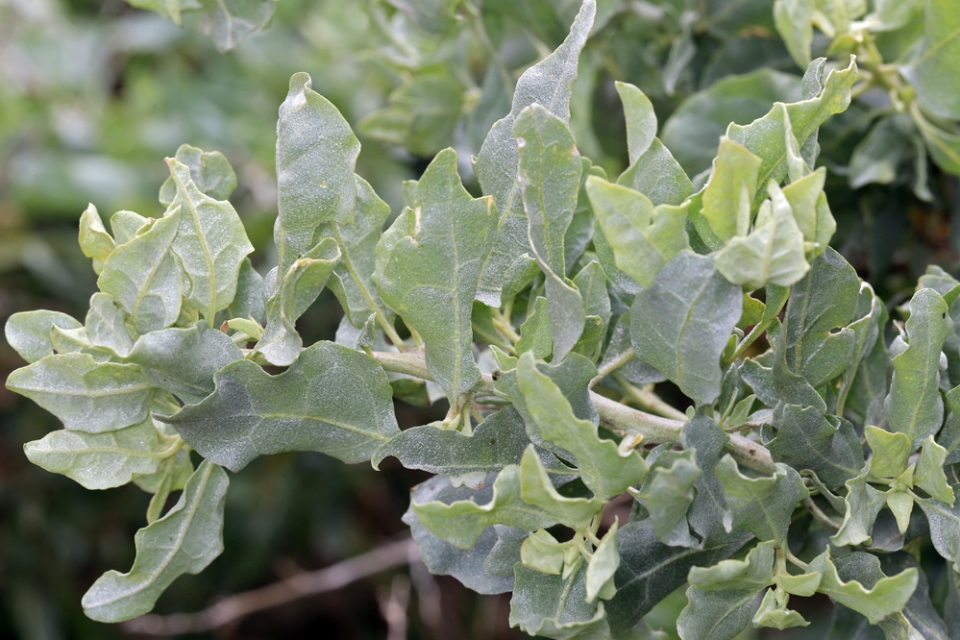 Atriplex lentiformis