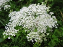 Angelica polymorpha