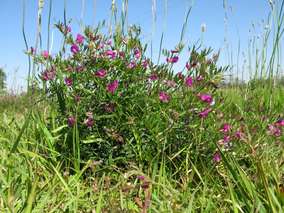 Vicia sativa