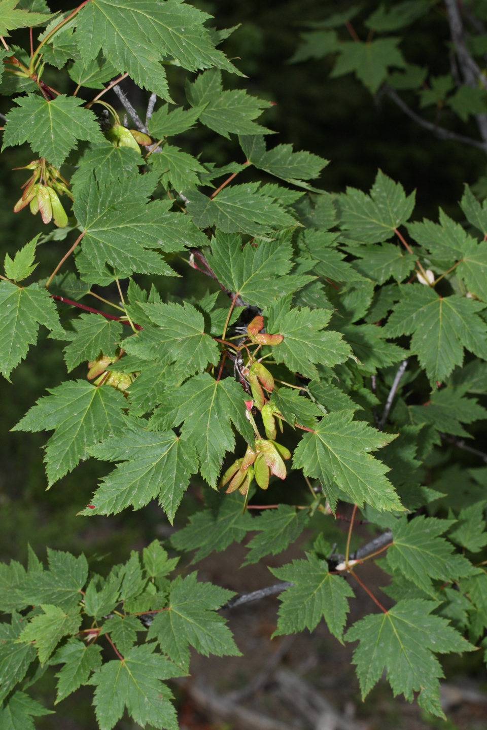 Acer glabrum