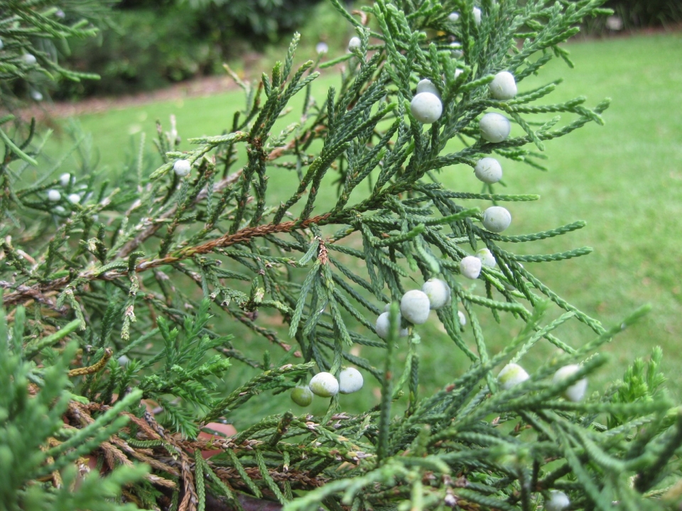 Juniperus bermudiana