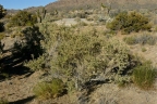 Atriplex canescens